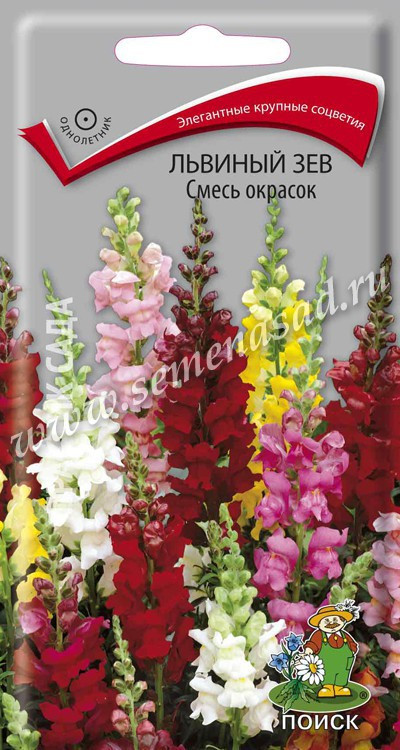 Львиный зев Смесь окрасок (белая упаковка)