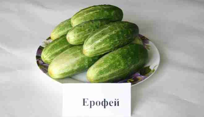 Огурец Ерофей АП