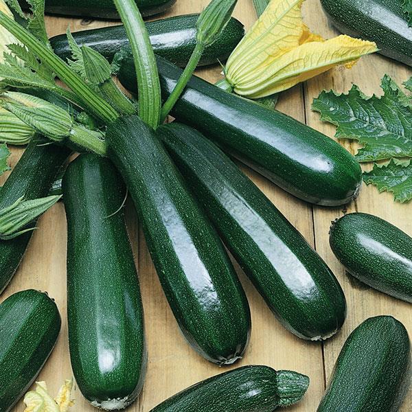 Кабачок Скворушка