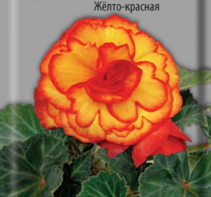 Бегония клубневая Шанель Желто-красная