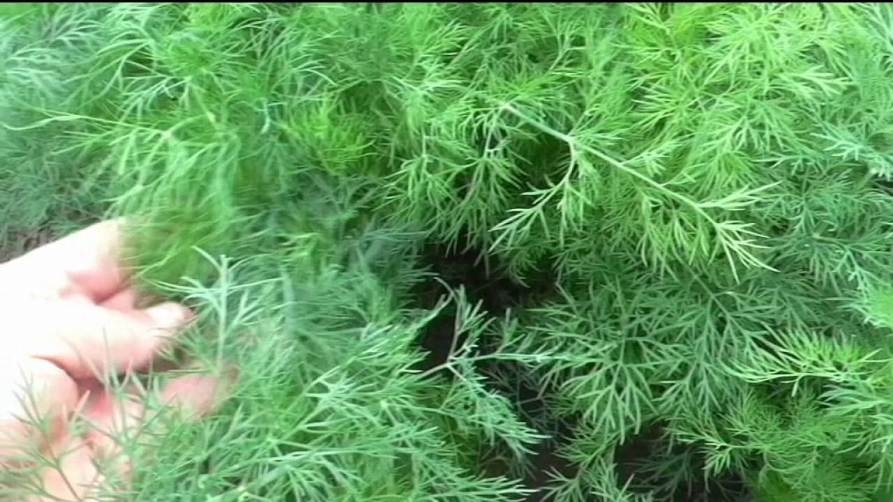 Укроп Кустистый АП
