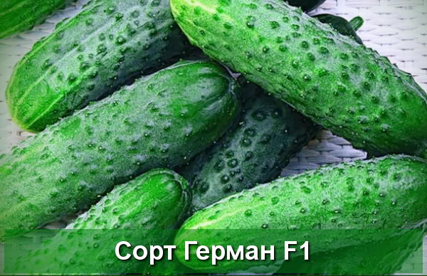 Огурец Герман F1 АП 