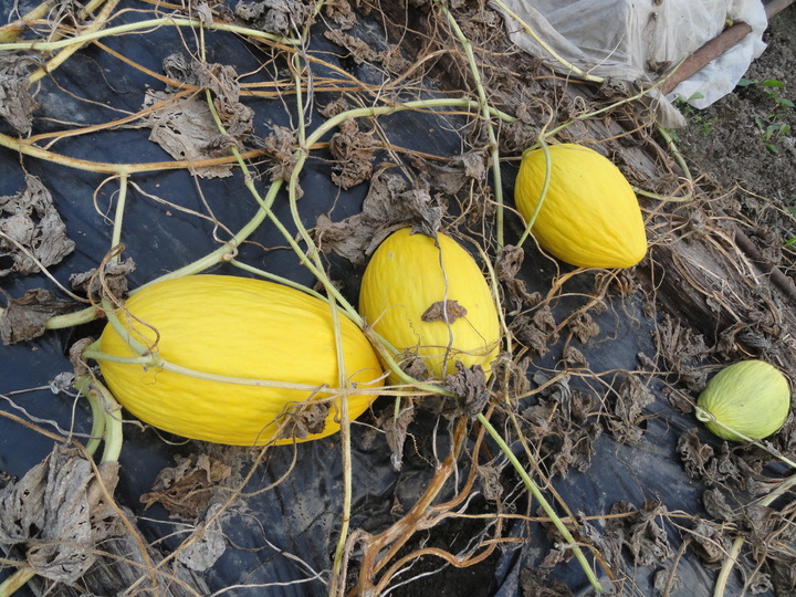 Дыня Приморчанка АП